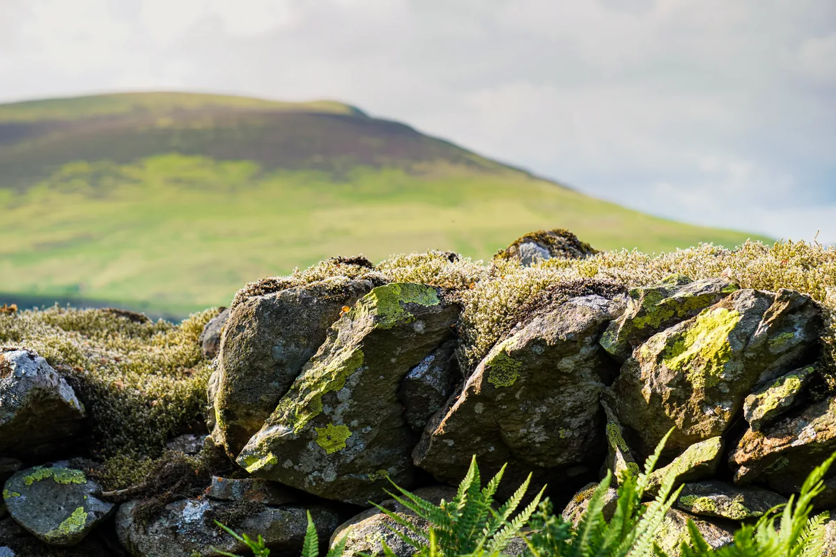 A mossy dry-stone wall with a green hill behind
