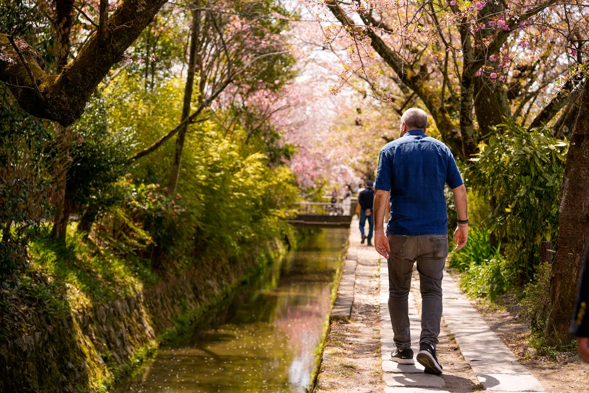 A man walking along a canal path under cherry blossom