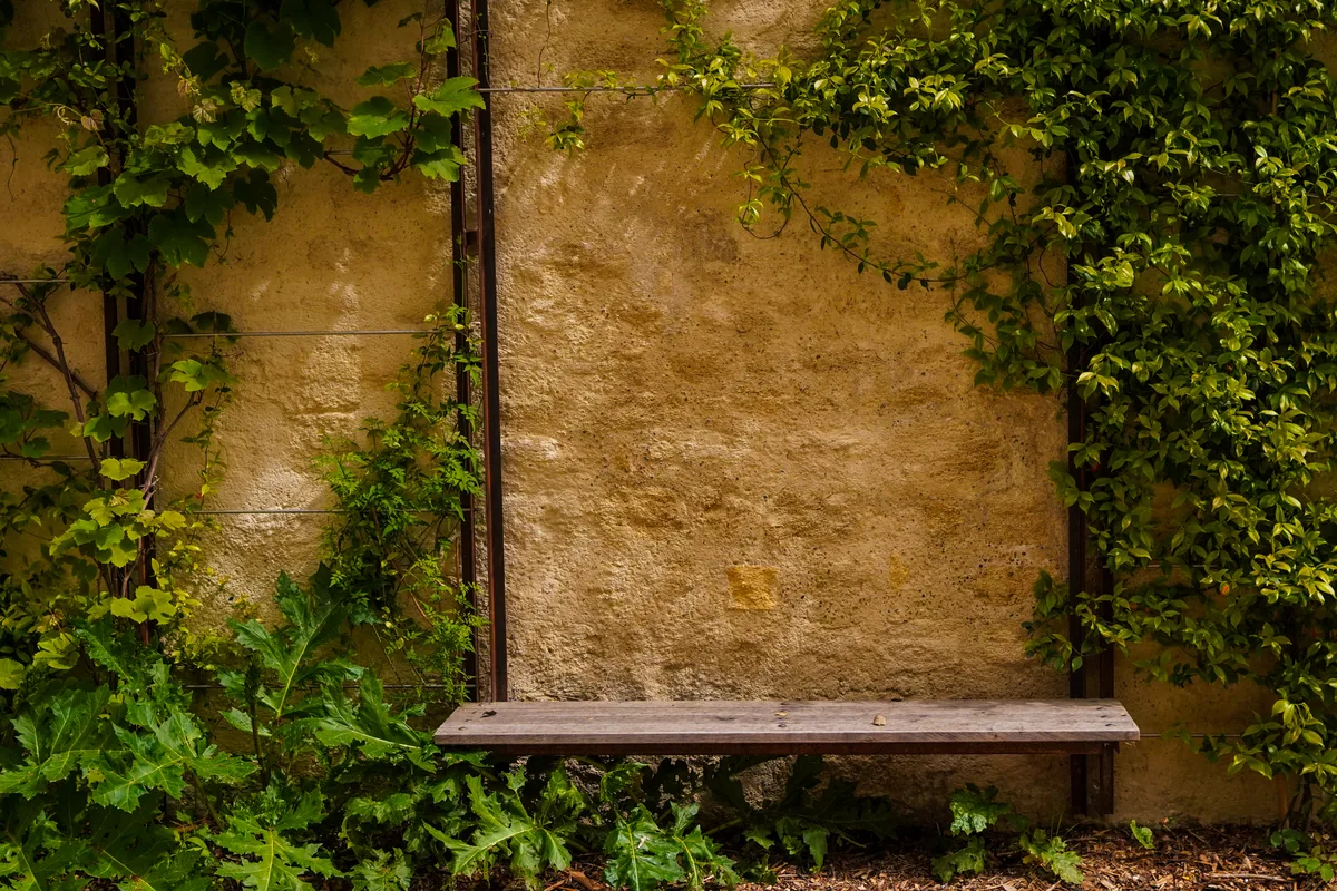A wooden bench against an old wall overgrown with vines