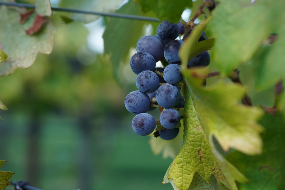 A bunch of dark blue grapes hanging on the vine