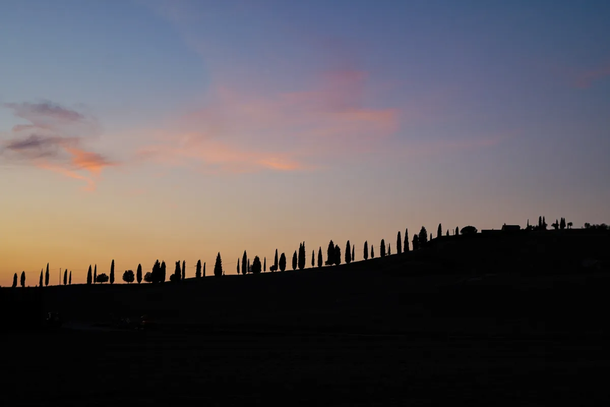 A line of cypress trees in silhouette along a ridge at dusk